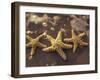 Starfish and Surf at Sunset, Maui, Hawaii, USA-Darrell Gulin-Framed Premium Photographic Print