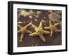 Starfish and Surf at Sunset, Maui, Hawaii, USA-Darrell Gulin-Framed Premium Photographic Print