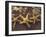 Starfish and Surf at Sunset, Maui, Hawaii, USA-Darrell Gulin-Framed Premium Photographic Print