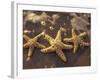 Starfish and Surf at Sunset, Maui, Hawaii, USA-Darrell Gulin-Framed Photographic Print