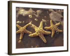 Starfish and Surf at Sunset, Maui, Hawaii, USA-Darrell Gulin-Framed Photographic Print