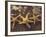 Starfish and Surf at Sunset, Maui, Hawaii, USA-Darrell Gulin-Framed Photographic Print