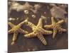 Starfish and Surf at Sunset, Maui, Hawaii, USA-Darrell Gulin-Mounted Photographic Print