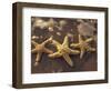 Starfish and Surf at Sunset, Maui, Hawaii, USA-Darrell Gulin-Framed Photographic Print