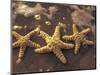 Starfish and Surf at Sunset, Maui, Hawaii, USA-Darrell Gulin-Mounted Photographic Print