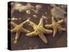 Starfish and Surf at Sunset, Maui, Hawaii, USA-Darrell Gulin-Stretched Canvas