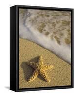 Starfish and Surf of Makena Beach, Maui, Hawaii, USA-Darrell Gulin-Framed Stretched Canvas