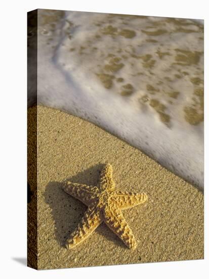 Starfish and Surf of Makena Beach, Maui, Hawaii, USA-Darrell Gulin-Stretched Canvas