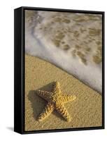 Starfish and Surf of Makena Beach, Maui, Hawaii, USA-Darrell Gulin-Framed Stretched Canvas
