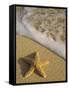 Starfish and Surf of Makena Beach, Maui, Hawaii, USA-Darrell Gulin-Framed Stretched Canvas