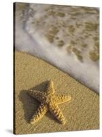 Starfish and Surf of Makena Beach, Maui, Hawaii, USA-Darrell Gulin-Stretched Canvas