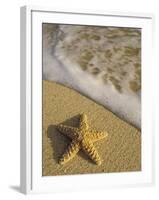 Starfish and Surf of Makena Beach, Maui, Hawaii, USA-Darrell Gulin-Framed Premium Photographic Print