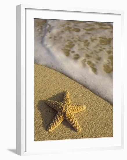 Starfish and Surf of Makena Beach, Maui, Hawaii, USA-Darrell Gulin-Framed Premium Photographic Print