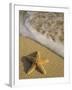 Starfish and Surf of Makena Beach, Maui, Hawaii, USA-Darrell Gulin-Framed Premium Photographic Print