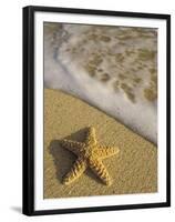 Starfish and Surf of Makena Beach, Maui, Hawaii, USA-Darrell Gulin-Framed Premium Photographic Print