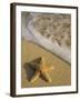 Starfish and Surf of Makena Beach, Maui, Hawaii, USA-Darrell Gulin-Framed Premium Photographic Print