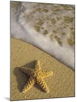 Starfish and Surf of Makena Beach, Maui, Hawaii, USA-Darrell Gulin-Mounted Premium Photographic Print