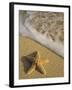 Starfish and Surf of Makena Beach, Maui, Hawaii, USA-Darrell Gulin-Framed Photographic Print