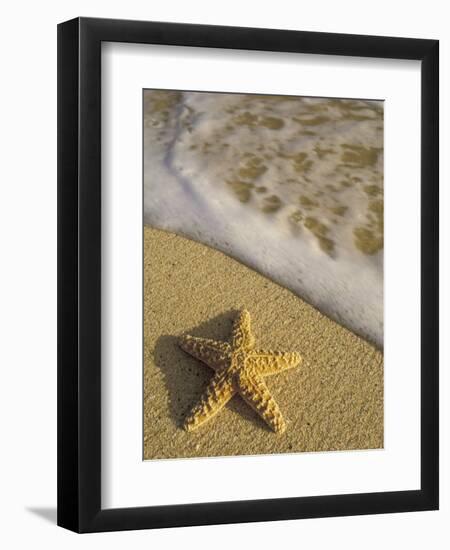 Starfish and Surf of Makena Beach, Maui, Hawaii, USA-Darrell Gulin-Framed Premium Photographic Print