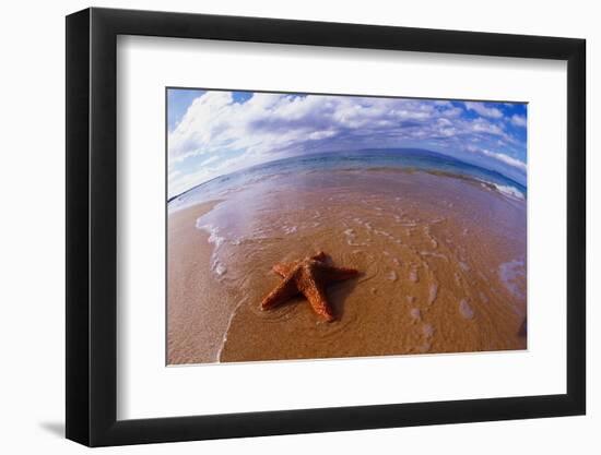 Starfish at Kihei Beach-Darrell Gulin-Framed Photographic Print