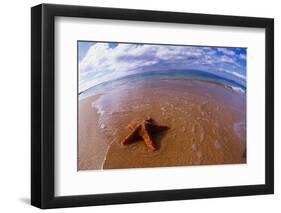 Starfish at Kihei Beach-Darrell Gulin-Framed Photographic Print