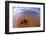 Starfish at Kihei Beach-Darrell Gulin-Framed Photographic Print