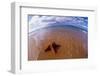 Starfish at Kihei Beach-Darrell Gulin-Framed Photographic Print