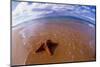 Starfish at Kihei Beach-Darrell Gulin-Mounted Photographic Print