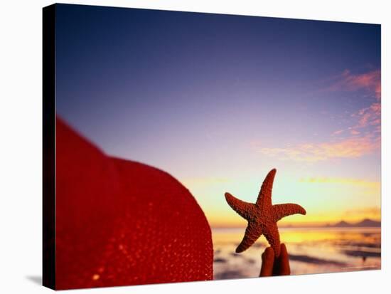 Starfish at Sunrise, Papua New Guinea-Stuart Westmorland-Stretched Canvas