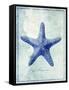 Starfish B-GI ArtLab-Framed Stretched Canvas