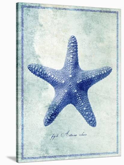 Starfish B-GI ArtLab-Stretched Canvas