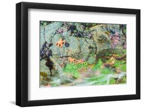 Starfish, Bamdoroshni Island off the coast of Sitka, Alaska-Mark A Johnson-Framed Photographic Print