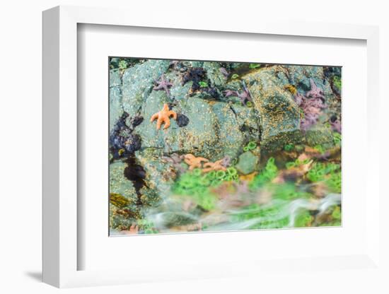 Starfish, Bamdoroshni Island off the coast of Sitka, Alaska-Mark A Johnson-Framed Photographic Print