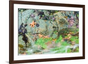 Starfish, Bamdoroshni Island off the coast of Sitka, Alaska-Mark A Johnson-Framed Photographic Print