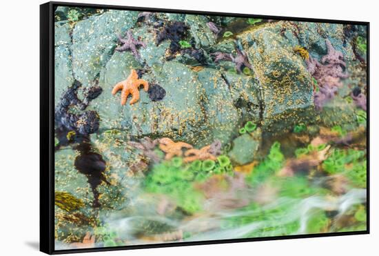 Starfish, Bamdoroshni Island off the coast of Sitka, Alaska-Mark A Johnson-Framed Stretched Canvas