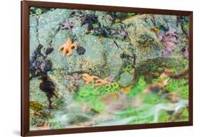 Starfish, Bamdoroshni Island off the coast of Sitka, Alaska-Mark A Johnson-Framed Photographic Print