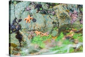 Starfish, Bamdoroshni Island off the coast of Sitka, Alaska-Mark A Johnson-Stretched Canvas