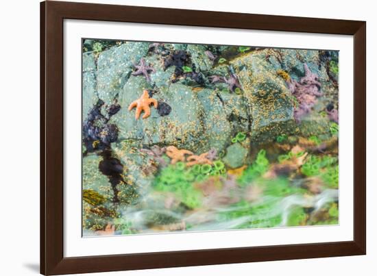 Starfish, Bamdoroshni Island off the coast of Sitka, Alaska-Mark A Johnson-Framed Photographic Print