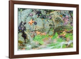 Starfish, Bamdoroshni Island off the coast of Sitka, Alaska-Mark A Johnson-Framed Photographic Print
