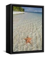 Starfish Beach, Bocas Del Drago, Isla Colon, Bocas Del Toro, Panama, Central America-null-Framed Stretched Canvas