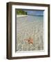 Starfish Beach, Bocas Del Drago, Isla Colon, Bocas Del Toro, Panama, Central America-null-Framed Premium Photographic Print