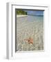 Starfish Beach, Bocas Del Drago, Isla Colon, Bocas Del Toro, Panama, Central America-null-Framed Photographic Print