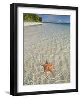 Starfish Beach, Bocas Del Drago, Isla Colon, Bocas Del Toro, Panama, Central America-null-Framed Photographic Print