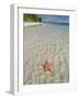 Starfish Beach, Bocas Del Drago, Isla Colon, Bocas Del Toro, Panama, Central America-null-Framed Photographic Print