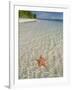 Starfish Beach, Bocas Del Drago, Isla Colon, Bocas Del Toro, Panama, Central America-null-Framed Photographic Print