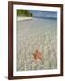 Starfish Beach, Bocas Del Drago, Isla Colon, Bocas Del Toro, Panama, Central America-null-Framed Photographic Print