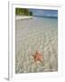 Starfish Beach, Bocas Del Drago, Isla Colon, Bocas Del Toro, Panama, Central America-null-Framed Photographic Print