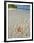 Starfish Beach, Bocas Del Drago, Isla Colon, Bocas Del Toro, Panama, Central America-null-Framed Photographic Print