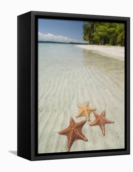 Starfish Beach, Bocas Del Drago, Isla Colon, Bocas Del Toro, Panama, Central America-null-Framed Stretched Canvas