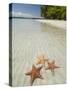 Starfish Beach, Bocas Del Drago, Isla Colon, Bocas Del Toro, Panama, Central America-null-Stretched Canvas